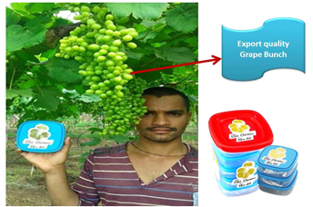 Successful results of Big Berry